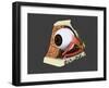 Conceptual Image of Human Eye Anatomy-null-Framed Art Print