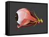 Conceptual Image of Human Eye Anatomy-null-Framed Stretched Canvas