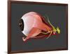 Conceptual Image of Human Eye Anatomy-null-Framed Art Print