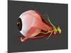 Conceptual Image of Human Eye Anatomy-null-Mounted Art Print