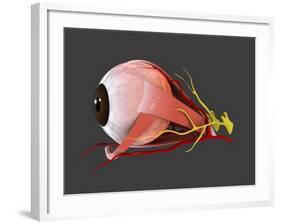 Conceptual Image of Human Eye Anatomy-null-Framed Art Print