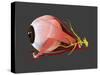Conceptual Image of Human Eye Anatomy-null-Stretched Canvas