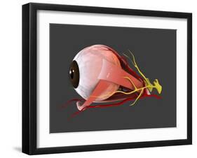 Conceptual Image of Human Eye Anatomy-null-Framed Art Print