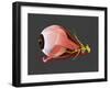 Conceptual Image of Human Eye Anatomy-null-Framed Art Print