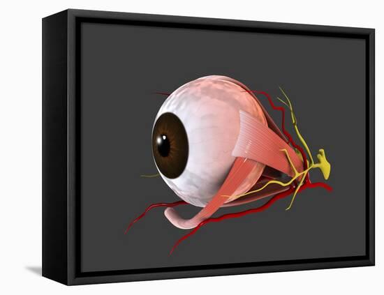 Conceptual Image of Human Eye Anatomy-null-Framed Stretched Canvas