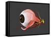 Conceptual Image of Human Eye Anatomy-null-Framed Stretched Canvas