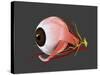 Conceptual Image of Human Eye Anatomy-null-Stretched Canvas