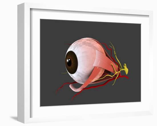 Conceptual Image of Human Eye Anatomy-null-Framed Art Print