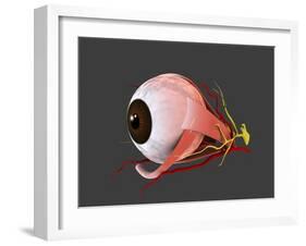 Conceptual Image of Human Eye Anatomy-null-Framed Art Print