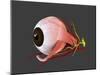 Conceptual Image of Human Eye Anatomy-null-Mounted Art Print
