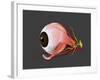 Conceptual Image of Human Eye Anatomy-null-Framed Art Print