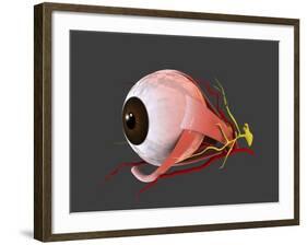 Conceptual Image of Human Eye Anatomy-null-Framed Art Print