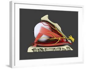 Conceptual Image of Human Eye Anatomy-null-Framed Art Print