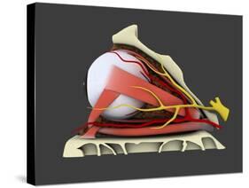 Conceptual Image of Human Eye Anatomy-null-Stretched Canvas