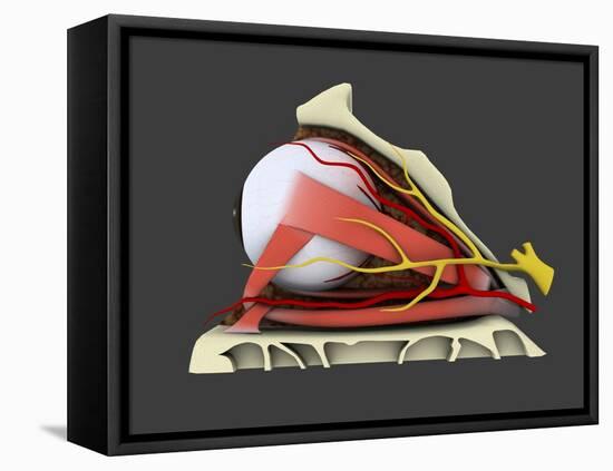 Conceptual Image of Human Eye Anatomy-null-Framed Stretched Canvas