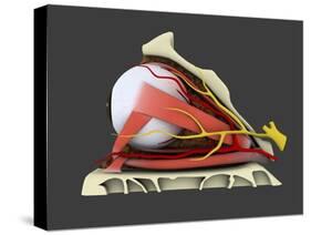 Conceptual Image of Human Eye Anatomy-null-Stretched Canvas