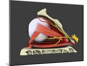 Conceptual Image of Human Eye Anatomy-null-Mounted Art Print