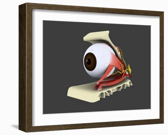 Conceptual Image of Human Eye Anatomy-null-Framed Art Print