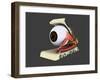 Conceptual Image of Human Eye Anatomy-null-Framed Art Print