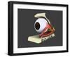 Conceptual Image of Human Eye Anatomy-null-Framed Art Print