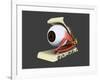 Conceptual Image of Human Eye Anatomy-null-Framed Art Print