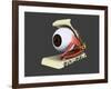 Conceptual Image of Human Eye Anatomy-null-Framed Art Print