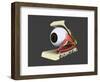 Conceptual Image of Human Eye Anatomy-null-Framed Art Print