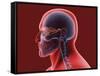 Conceptual Image of Human Eye and Skull-null-Framed Stretched Canvas