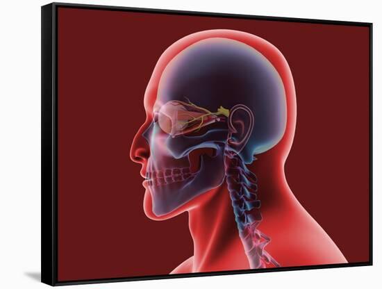 Conceptual Image of Human Eye and Skull-null-Framed Stretched Canvas