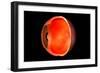 Conceptual Image of Human Eye Cross Section-null-Framed Art Print