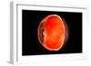 Conceptual Image of Human Eye Cross Section-null-Framed Art Print