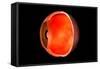 Conceptual Image of Human Eye Cross Section-null-Framed Stretched Canvas