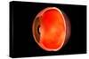 Conceptual Image of Human Eye Cross Section-null-Stretched Canvas