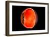 Conceptual Image of Human Eye Cross Section-null-Framed Premium Giclee Print