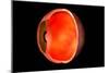 Conceptual Image of Human Eye Cross Section-null-Mounted Premium Giclee Print
