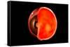 Conceptual Image of Human Eye Cross Section-null-Framed Stretched Canvas