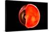 Conceptual Image of Human Eye Cross Section-null-Stretched Canvas