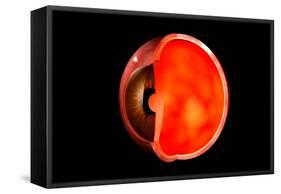 Conceptual Image of Human Eye Cross Section-null-Framed Stretched Canvas