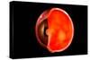 Conceptual Image of Human Eye Cross Section-null-Stretched Canvas