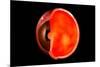 Conceptual Image of Human Eye Cross Section-null-Mounted Art Print