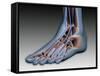 Conceptual Image of Human Foot with Nervous System-null-Framed Stretched Canvas