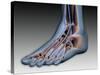 Conceptual Image of Human Foot with Nervous System-null-Stretched Canvas