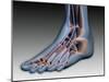 Conceptual Image of Human Foot with Nervous System-null-Mounted Art Print