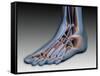 Conceptual Image of Human Foot with Nervous System-null-Framed Stretched Canvas