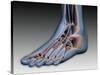 Conceptual Image of Human Foot with Nervous System-null-Stretched Canvas