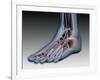 Conceptual Image of Human Foot with Nervous System-null-Framed Art Print