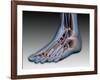 Conceptual Image of Human Foot with Nervous System-null-Framed Art Print