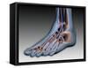 Conceptual Image of Human Foot with Nervous System-null-Framed Stretched Canvas