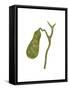 Conceptual Image of Human Gall Bladder-null-Framed Stretched Canvas