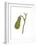 Conceptual Image of Human Gall Bladder-null-Framed Art Print